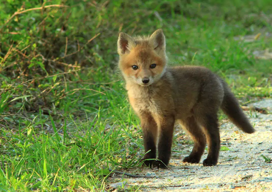 bebe renard et maman renard  Animals wild, Baby animals, Cute animals